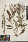 Foto von Salix lapponum L. x Salix viminalis L.